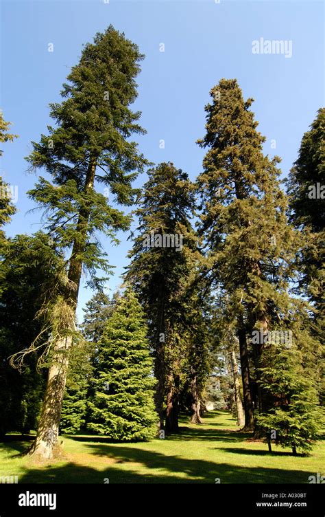 The Pinetum .
